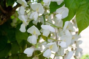 Wisteria Japanse witte regen klimplant (60 - 70 cm)