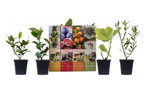 Set van 4 Mediterrane planten (20 - 40 cm)