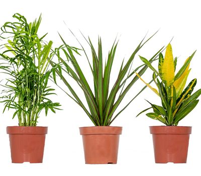 Support pour plantes avec remise / réduction - Support pour plantes Ventes, VavaBid