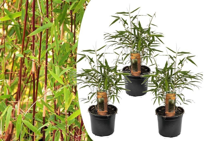 Verzorgen Hymne kleding Set van 3 rode bamboestruiken Perfect Plant - Set van 3 rode bamboestruiken  (25 - 40 cm) | VakantieVeilingen.nl | Bied mee