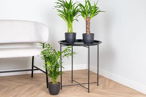 Set van 3 tropische palmen (30 - 40 cm)