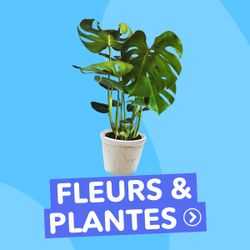 SQ 2 fleurs plantes