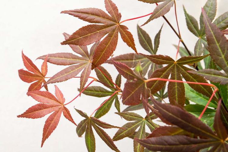 japanse esdoorn Acer Atropurpureum