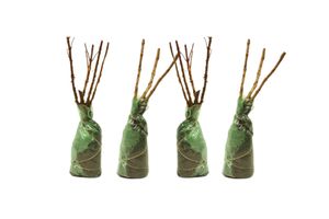 Set van 4 winterharde sierheesters (30 - 40 cm)
