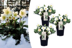 3 roses d'hiver Christmas Carol (20 - 30 cm)