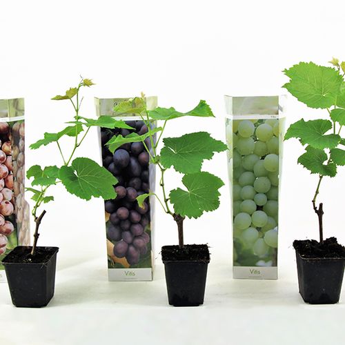 Set van 3 druivenplanten