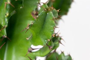 Cactus euphorbe (60 - 70 cm)