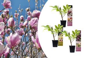 Set van 3 Magnolia-planten (20 - 30 cm)