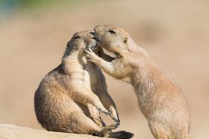 WILDLANDS Adventure Zoo Emmen voor 2 personen