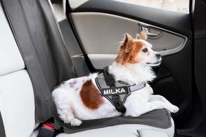 stoelbeschermer hond auto InnovaGoods