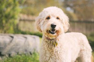 1 maand hondenvoeding van tails.com