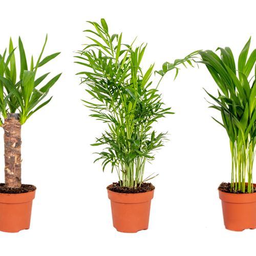 Set van 3 tropische palmen (30 – 40 cm)