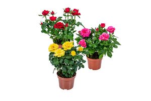 3 rosiers en pot (hauteur : 20 - 30 cm)
