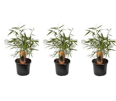 Set van 3 groene bamboestruiken (25 - 40 cm)