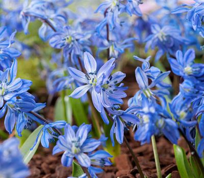 Blauwe bloembollenmix voorjaar (125 stuks)