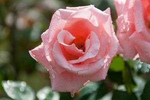4 rosiers de jardin (50 - 60 cm)