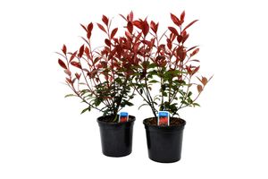2 Photinia Carré Rouge pour le jardin (40 - 50 cm)