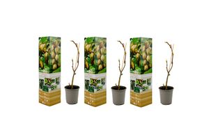 Kiwiplant set van 3 (hoogte: 30 - 35 cm)