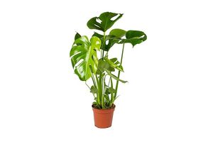 Monstera Deliciosa-gatenplant (50 - 60 cm)