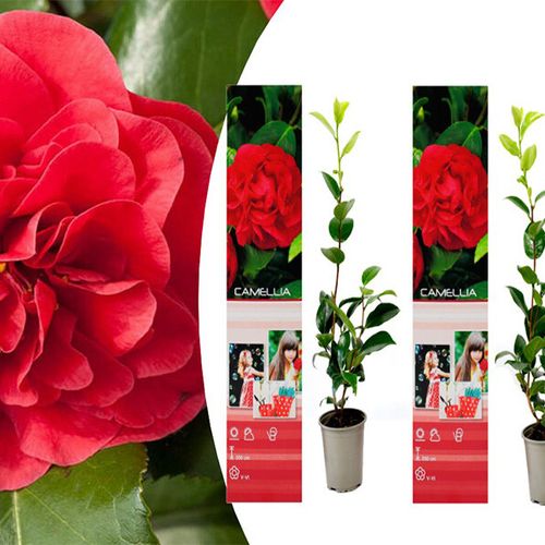 Set van 3 Camellia Japonica tuinplanten