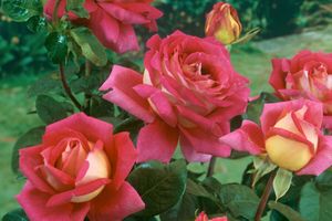 4 rosiers de jardin (50 - 60 cm)