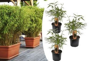 Set van 3 groene bamboestruiken (25 - 40 cm)