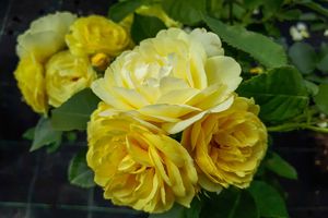 Polyantha roos set van 3 (30 - 38 cm)