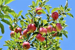 Set van 3 Jonagold appelbomen (hoogte: 80 - 93 cm)