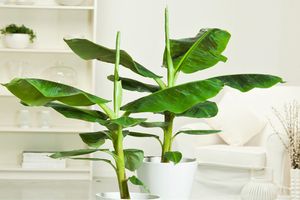 Lot de 4 plantes tendance (25 - 40 cm)