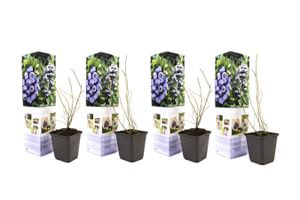 4 plants de myrtilles (20 - 30 cm)