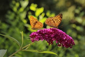 Set van 3 vlinderstruiken voor in je tuin (20 - 30 cm)
