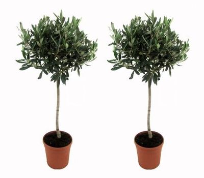 2 oliviers (60 - 80 cm)