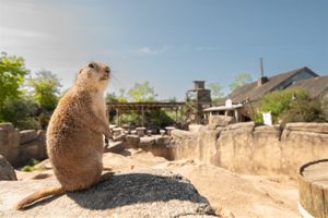 WILDLANDS Adventure Zoo Emmen tickets - 2 personen