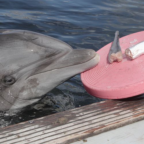 Dolfijnen voeren