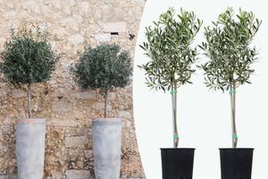 2 winterharde olijfbomen op stam (80 - 90 cm)