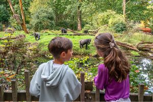 2 Tickets für den Affenpark Apenheul in den Niederlanden