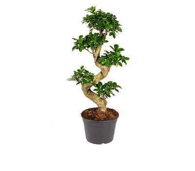 Bonsaiboom Ficus Ginseng (50 - 60 cm)