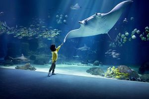 Extra ticket voor Nausicaá, Europa's grootste aquarium