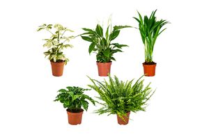 Set van 5 luchtzuiverende kamerplanten (30 - 40 cm)