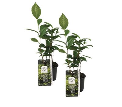 Set van 2 theeplanten voor binnen of buiten (45 - 50 cm)