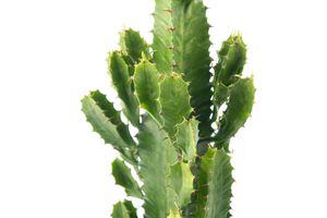 Woestijncactus / cowboycactus (hoogte: 60 - 70 cm)