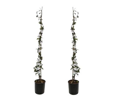 2 XL Toscaanse Jasmijnplanten op stok (90 - 110 cm)