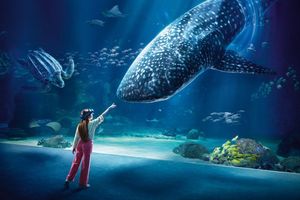 Extra ticket voor Nausicaá, Europa's grootste aquarium
