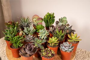 20 succulentes différentes (7 cm)