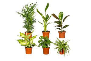 Verrassingsbox - 6 diverse kamerplanten (10 - 25 cm)