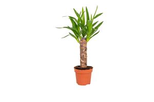 Lot de 3 palmiers tropicaux (30 - 40 cm)