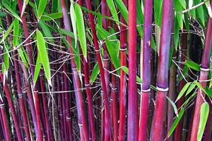 3 bambous rouges (25 - 40 cm)