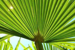 Palmier de Chine résistant (55 - 70 cm)