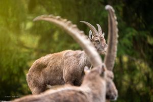 Uniek: fotostage wildlife in Forestia dierenpark