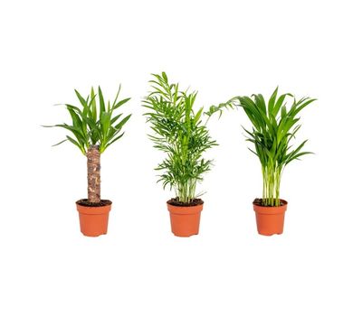 Set aus 3 tropischen Palmen (30 - 40 cm)